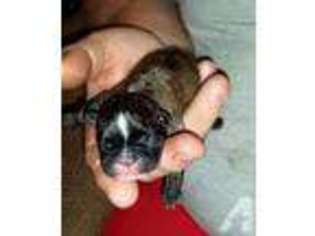 French Bulldog Puppy for sale in SAXON, WI, USA
