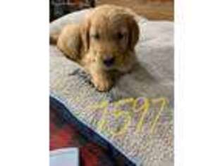 Golden Retriever Puppy for sale in Wadsworth, IL, USA