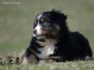 Australian Shepherd Puppy for sale in Ozark, AR, USA