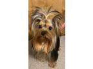 Yorkshire Terrier Puppy for sale in Ceres, CA, USA