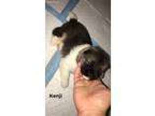 Akita Puppy for sale in Asheboro, NC, USA