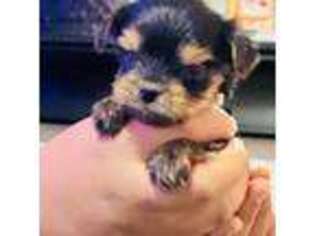 Yorkshire Terrier Puppy for sale in Fairfield, CT, USA