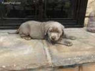 Labrador Retriever Puppy for sale in Paris, TX, USA