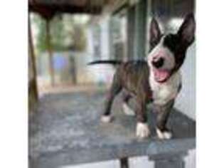 Bull Terrier Puppy for sale in Brush, CO, USA