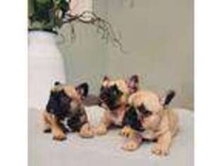 French Bulldog Puppy for sale in New Berlin, IL, USA