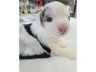 Australian Shepherd Puppy for sale in Tooele, UT, USA