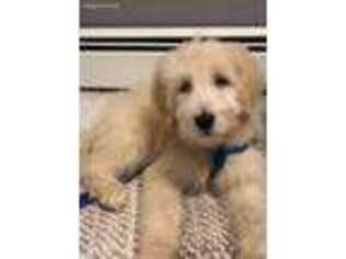 Goldendoodle Puppy for sale in Plymouth, MA, USA