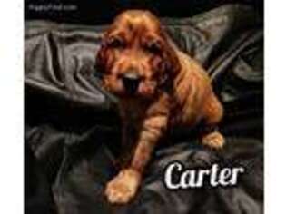 Irish Setter Puppy for sale in Toney, AL, USA