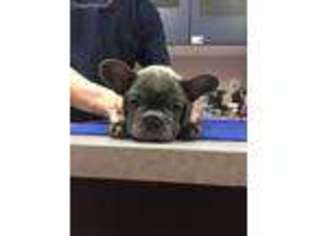 French Bulldog Puppy for sale in Cedarburg, WI, USA
