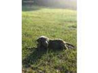 Labrador Retriever Puppy for sale in Knoxville, GA, USA