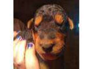 Airedale Terrier Puppy for sale in Wykoff, MN, USA