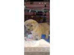 Cane Corso Puppy for sale in Phelan, CA, USA