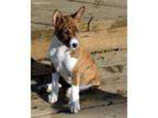 Basenji Puppy for sale in Portland, OR, USA