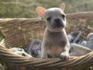 French Bulldog Puppy for sale in Winterset, IA, USA