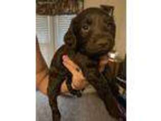 Boykin Spaniel Puppy for sale in Kinston, NC, USA