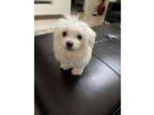 Maltese Puppy for sale in Sanford, FL, USA