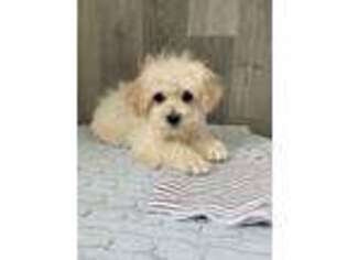 Havanese Puppy for sale in Seneca Falls, NY, USA