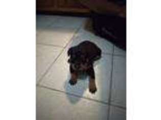 Rottweiler Puppy for sale in Wood River, IL, USA