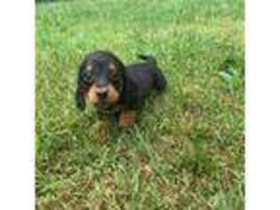 Dachshund Puppy for sale in Norfolk, VA, USA