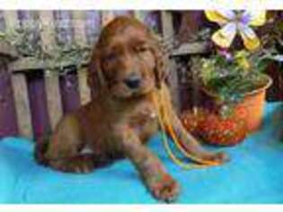 Irish Setter Puppy for sale in New Bethlehem, PA, USA