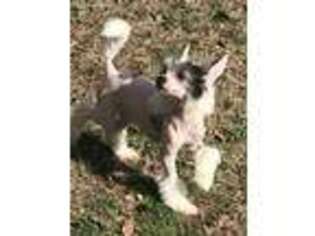 Chinese Crested Puppy for sale in Cleveland, TN, USA