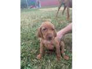Vizsla Puppy for sale in Sandy, OR, USA