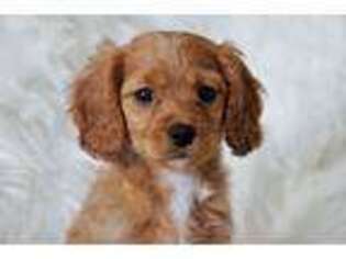 Cavapoo Puppy for sale in Laveen, AZ, USA