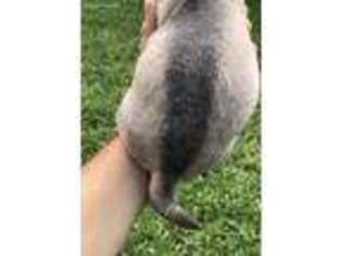Pug Puppy for sale in Port Saint Lucie, FL, USA