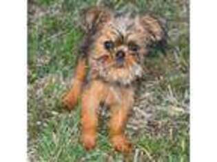 Brussels Griffon Puppy for sale in Grovespring, MO, USA