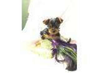 Yorkshire Terrier Puppy for sale in East Berlin, CT, USA