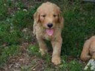 Goldendoodle Puppy for sale in MOBERLY, MO, USA