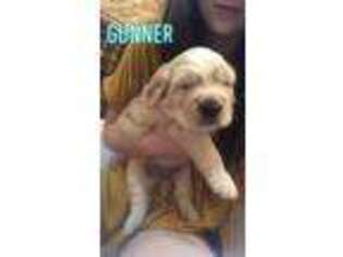 Golden Retriever Puppy for sale in Decker, MI, USA