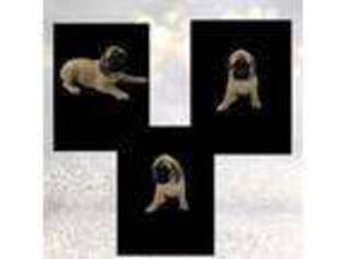 Mastiff Puppy for sale in Denison, TX, USA