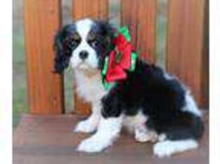 Cavalier King Charles Spaniel Puppy for sale in Thurmont, MD, USA