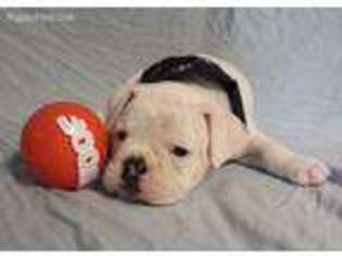 Olde English Bulldogge Puppy for sale in Mc Dade, TX, USA