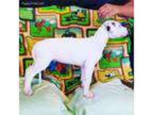 Dogo Argentino Puppy for sale in Stockton, CA, USA