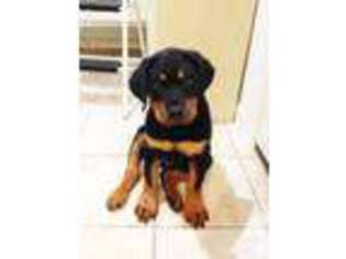Rottweiler Puppy for sale in OSSINING, NY, USA