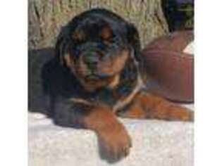 Rottweiler Puppy for sale in Port Jefferson Station, NY, USA