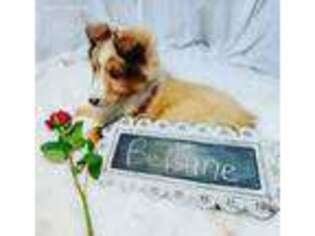 Shetland Sheepdog Puppy for sale in Morgantown, PA, USA