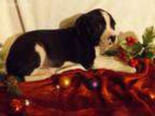 Alapaha Blue Blood Bulldog Puppy for sale in Batesville, AR, USA
