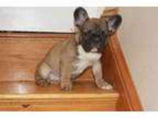 French Bulldog Puppy for sale in Brighton, MA, USA
