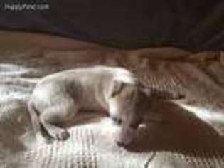 Whippet Puppy for sale in New Virginia, IA, USA
