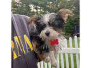 Yorkshire Terrier Puppy for sale in Ware, MA, USA