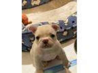French Bulldog Puppy for sale in Cache, OK, USA