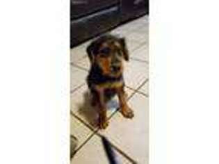 Airedale Terrier Puppy for sale in Greenwood, AR, USA