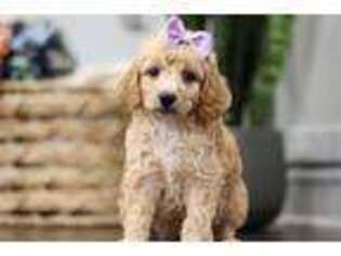 Mutt Puppy for sale in Unknown, , USA