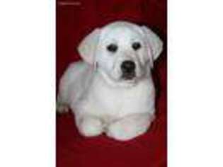 Labrador Retriever Puppy for sale in Quantico, VA, USA