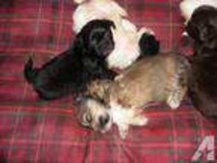 Mutt Puppy for sale in CASSTOWN, OH, USA