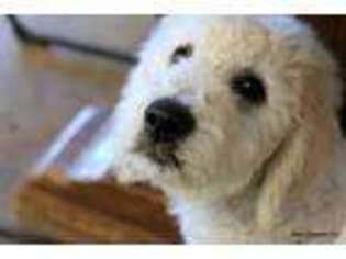 Goldendoodle Puppy for sale in Norman, OK, USA