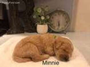 Goldendoodle Puppy for sale in Grandville, MI, USA